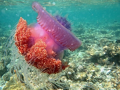 IMG_1333rf_Maldives_Madoogali_House reef_Meduse